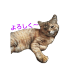 プーちゃんだよ（個別スタンプ：17）