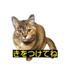 プーちゃんだよ（個別スタンプ：27）