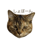 プーちゃんだよ（個別スタンプ：36）