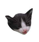 猫の賢治（個別スタンプ：1）