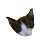 猫の賢治（個別スタンプ：2）