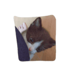猫の賢治（個別スタンプ：3）