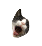 猫の賢治（個別スタンプ：4）