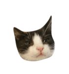 猫の賢治（個別スタンプ：5）