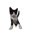 猫の賢治（個別スタンプ：6）