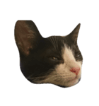 猫の賢治（個別スタンプ：7）