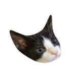猫の賢治（個別スタンプ：8）