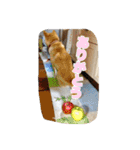 ぺっち（個別スタンプ：1）
