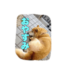 ぺっち（個別スタンプ：3）