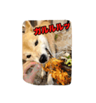 ぺっち（個別スタンプ：4）