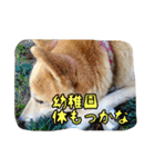 ぺっち（個別スタンプ：5）