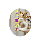 ぺっち（個別スタンプ：11）