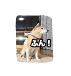 ぺっち（個別スタンプ：13）