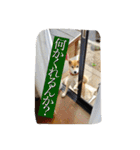 ぺっち（個別スタンプ：16）