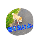 ぺっち（個別スタンプ：17）