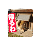 ぺっち（個別スタンプ：18）