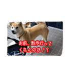 ぺっち（個別スタンプ：20）
