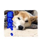 ぺっち（個別スタンプ：23）