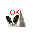 サラとココ（個別スタンプ：1）