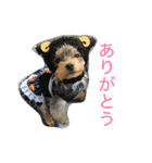 ヨーキーのれもん君（個別スタンプ：1）