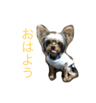 ヨーキーのれもん君（個別スタンプ：5）