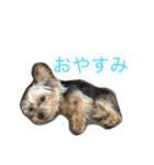 ヨーキーのれもん君（個別スタンプ：6）