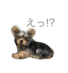 ヨーキーのれもん君（個別スタンプ：7）