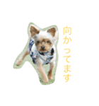 ヨーキーのれもん君（個別スタンプ：9）