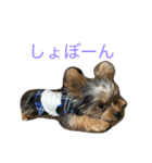 ヨーキーのれもん君（個別スタンプ：10）