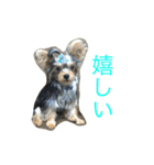 ヨーキーのれもん君（個別スタンプ：11）