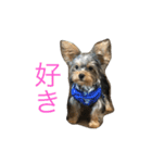 ヨーキーのれもん君（個別スタンプ：12）