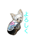 ヨーキーのれもん君（個別スタンプ：14）