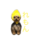 ヨーキーのれもん君（個別スタンプ：16）