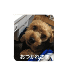 チョコだよ（個別スタンプ：1）