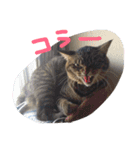 さくらの日常（個別スタンプ：1）