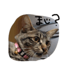 さくらの日常（個別スタンプ：4）