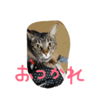 さくらの日常（個別スタンプ：5）