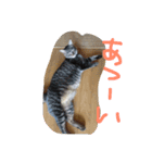 さくらの日常（個別スタンプ：7）