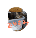 さくらの日常（個別スタンプ：9）