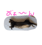 さくらの日常（個別スタンプ：11）