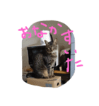 さくらの日常（個別スタンプ：15）