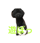 げんたろうくん（個別スタンプ：1）