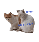 のらねこまぶにゃん（個別スタンプ：7）