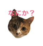 三毛トラ猫のねね（個別スタンプ：2）