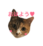 三毛トラ猫のねね（個別スタンプ：4）