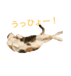 三毛トラ猫のねね（個別スタンプ：5）