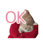 るるべる（個別スタンプ：13）