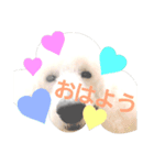 スタンダードプードルみちゅ♡((挨拶ver.))（個別スタンプ：1）