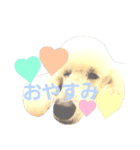 スタンダードプードルみちゅ♡((挨拶ver.))（個別スタンプ：2）