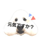 スタンダードプードルみちゅ♡((挨拶ver.))（個別スタンプ：3）